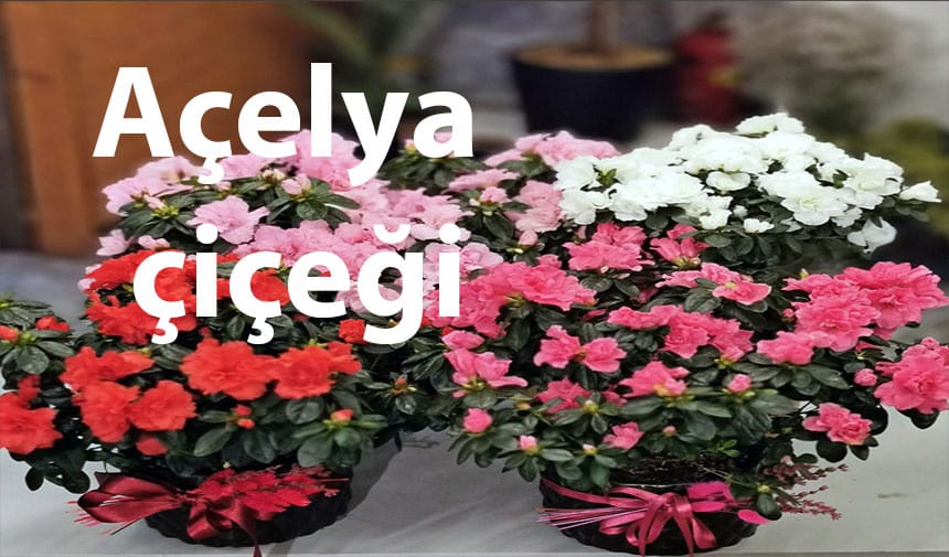 Açelya çiçeğinin anlamı nedir?