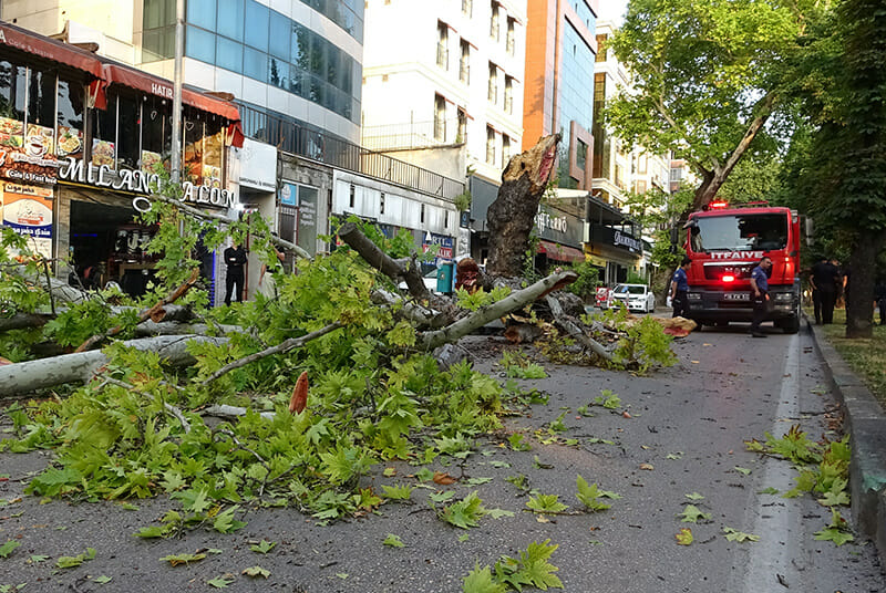 Bursa’da devasa büyüklükteki çınar