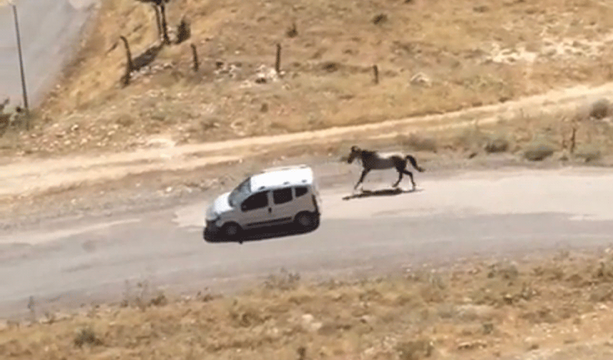 Atı aracın arkasına bağlayıp