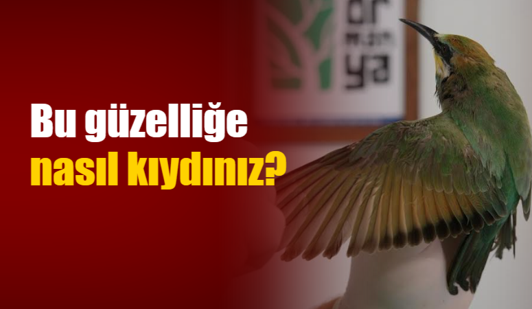 Bu güzelliğe nasıl kıydınız!