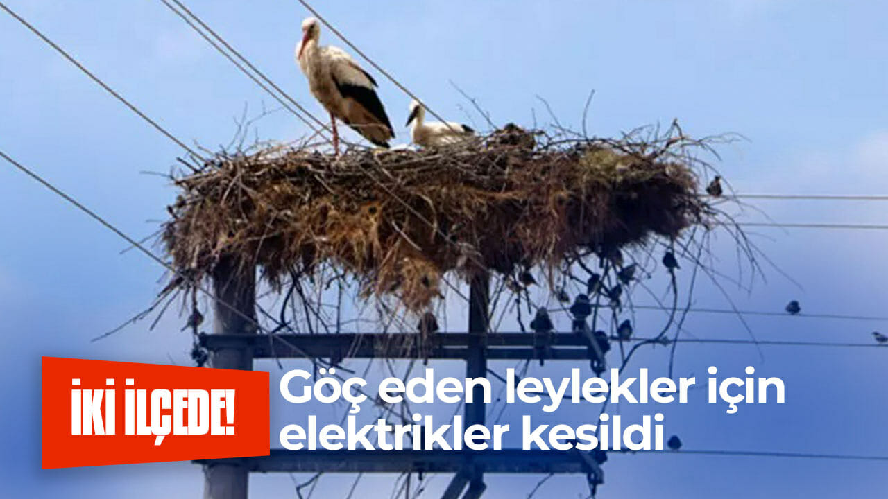 Göç eden leylekler için elektrikler kesildi