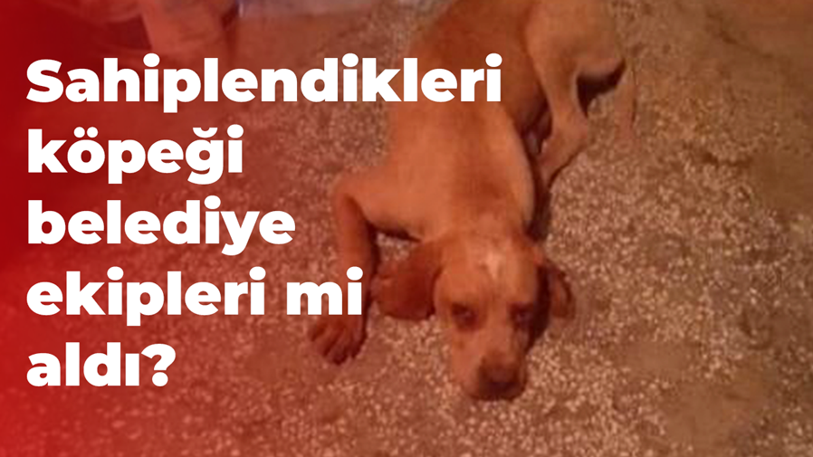 Sahiplendikleri köpeği belediye ekipleri mi aldı?