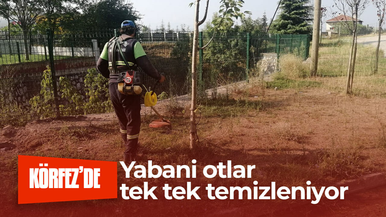 Körfez’de yabani otlar tek tek temizleniyor