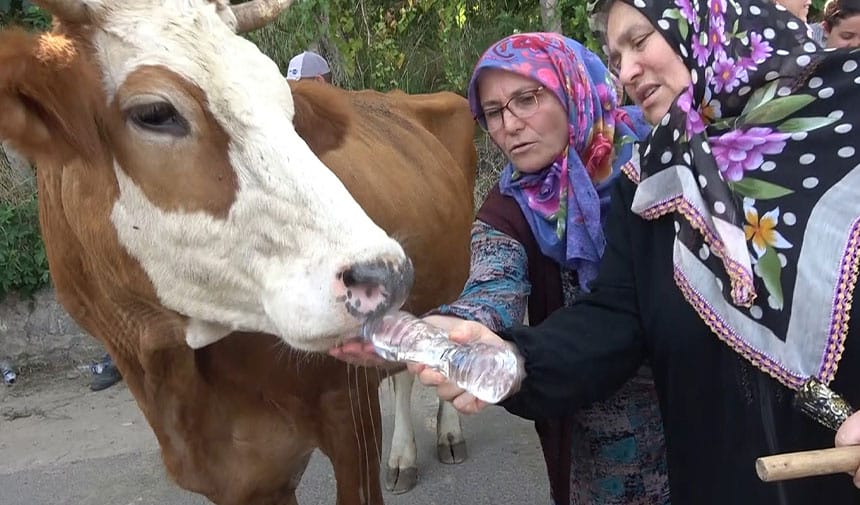 Yalova merkeze bağlı Kirazlı