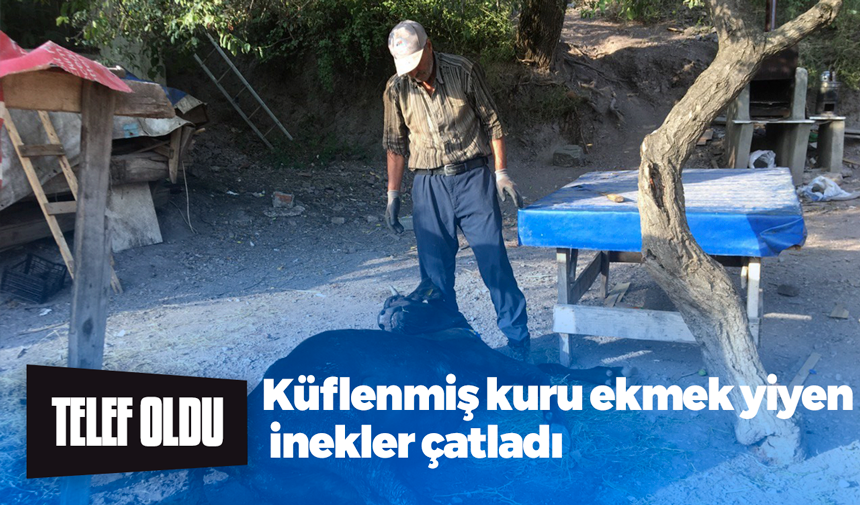 Kocaeli'nin Körfez ilçesinde otlak