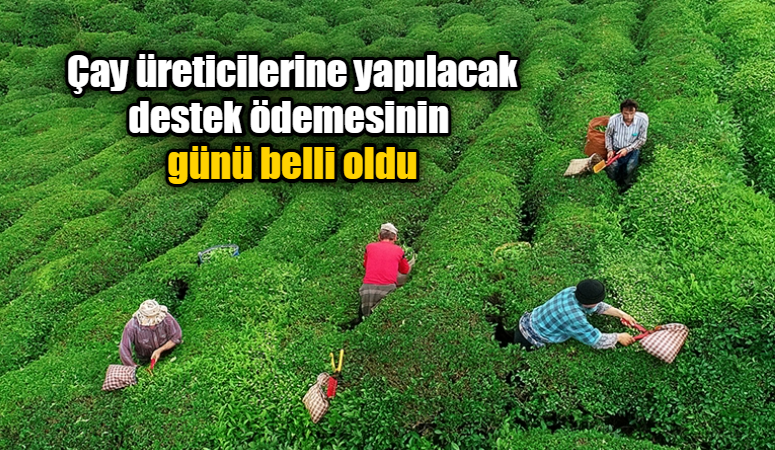 Çay üreticilerine yapılacak destek ödemesinin günü belli oldu