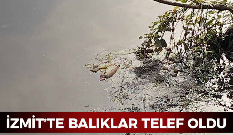 İzmit’te deredeki balıklar telef oldu