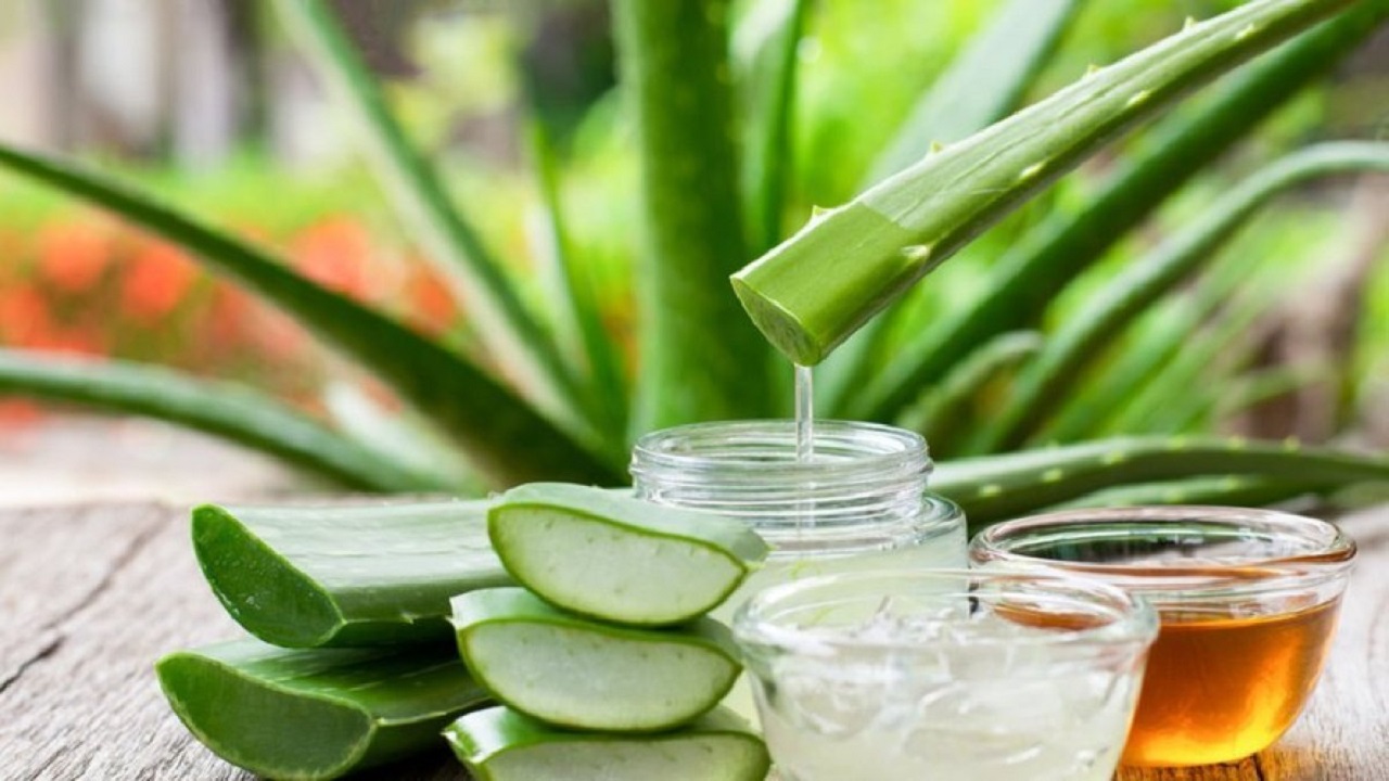 Aloe verayla evinizde mini bir eczane kurun: Evinizde Aloe vera yetiştirmenin püf noktaları!