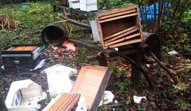 Artvin’de ayılar arı kovanlarına zarar verdi, 100 kg kestane balını midelerine indirdi