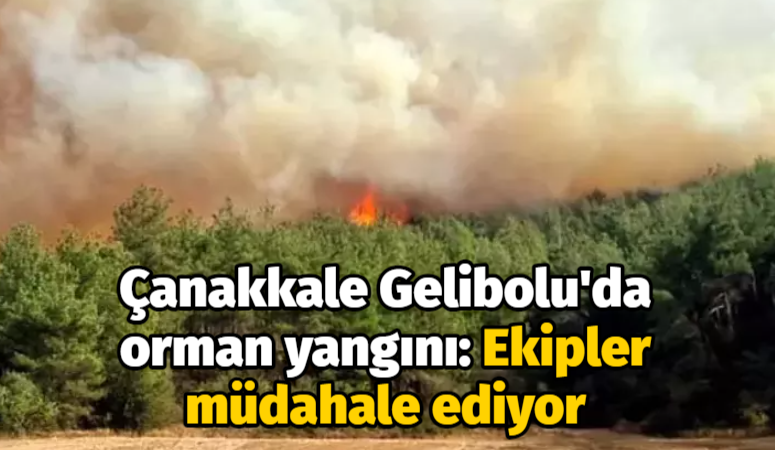 Çanakkale Gelibolu’da orman yangını: Ekipler müdahale ediyor