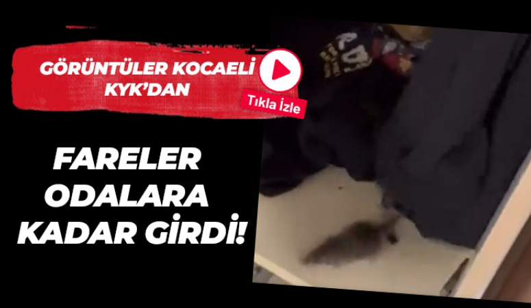 Görüntüler Kocaeli KYK’dan Fareler odalara kadar girdi!