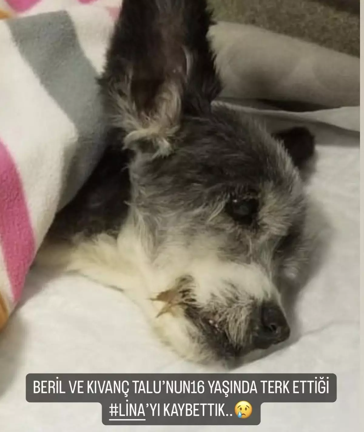 Kıvanç ve Beril Talu'yla ilgili korkunç detay ortaya çıktı! Köpeklerini ölüme mi terk ettiler? - Resim : 1