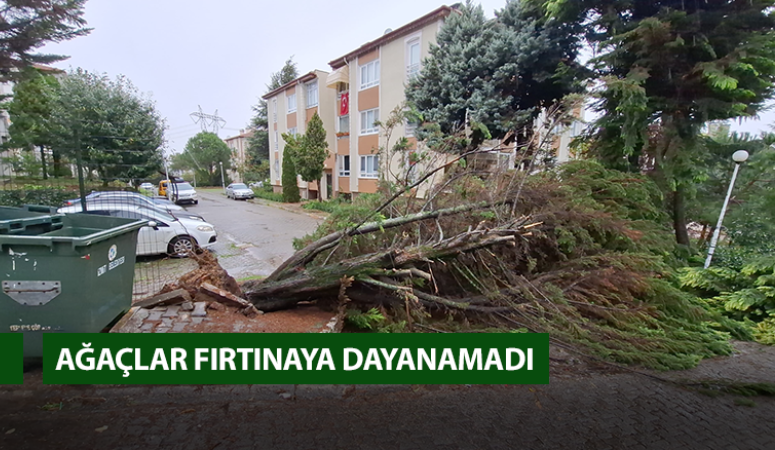 Kocaeli’de ağaçlar fırtınaya dayanamadı