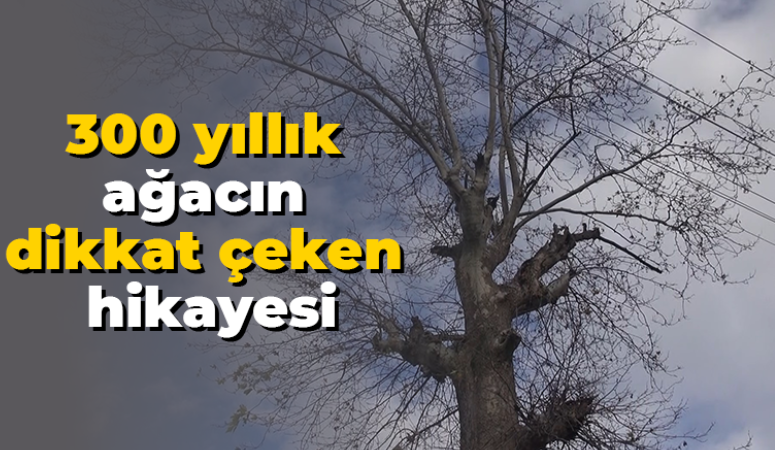 300 yıllık ağacın dikkat çeken hikayesi