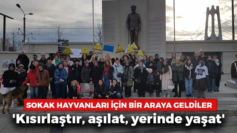 Hayvanseverler sokak hayvanları için bir araya geldi: ‘Kısırlaştır, aşılat, yerinde yaşat’