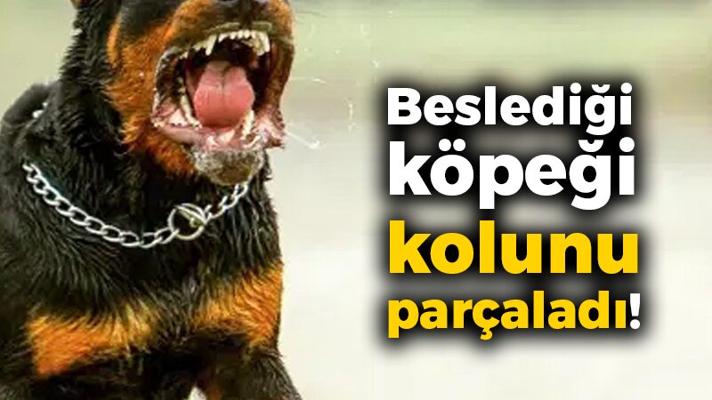 Beslediği köpeği kolunu parçaladı!