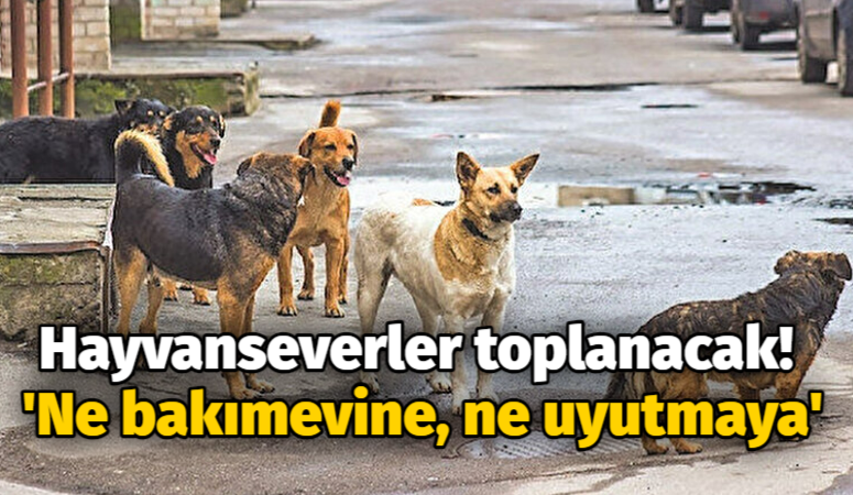 Hayvanseverler toplanacak! ‘Ne bakımevine, ne uyutmaya’