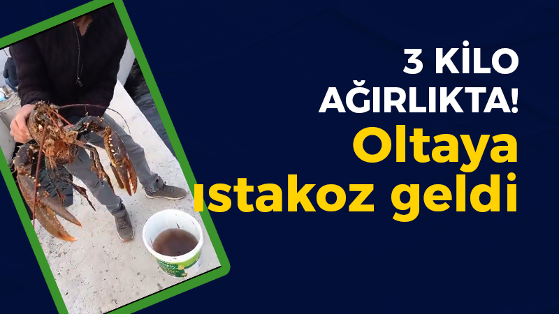 Kocaeli haber-Değirmendere’de oltaya ıstakoz takıldı