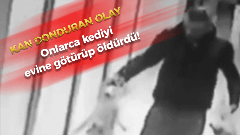 Onlarca kediyi evine götürüp öldürdü!