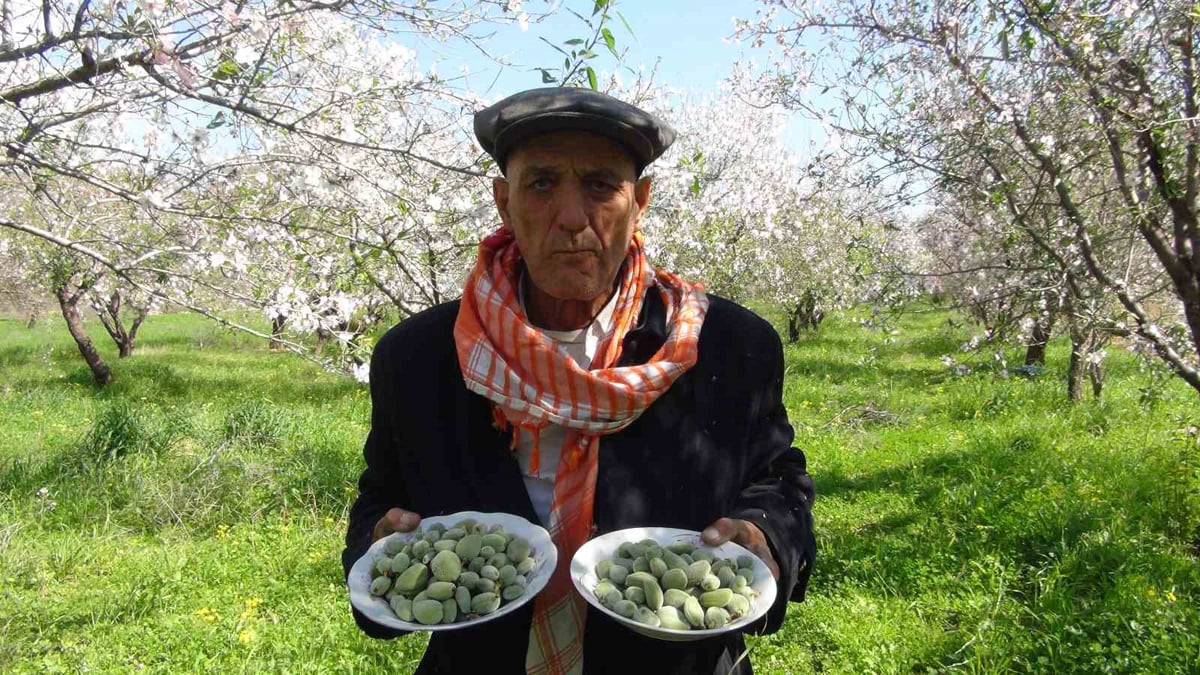 Yılın ilk hasadı yapıldı: Fiyatını görenlerin ağzı açık kaldı - Resim : 1