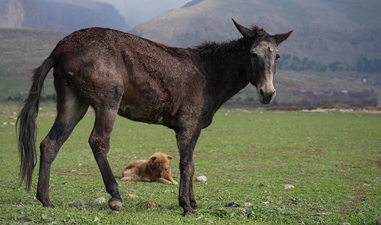 Sokak köpeğinin katırı koruması duygulandırdı - Resim : 2