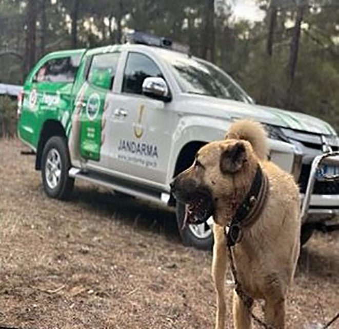 Köpek dövüştüren canilere para cezası!