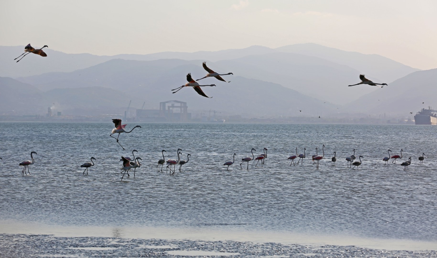 İzmit Körfezi’nde 351 flamingo kanat çırpıyor - Resim : 1