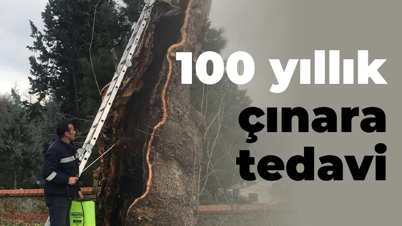 100 yıllık çınara tedavi