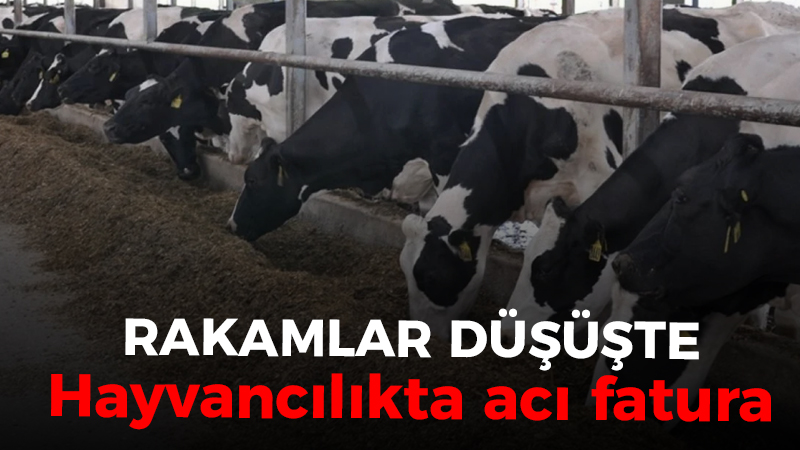 Rakamlar düşüşte: Hayvancılıkta acı fatura