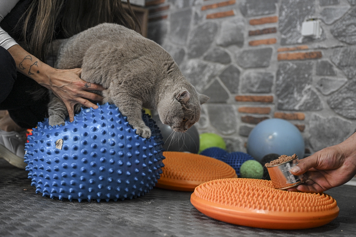 Obez kedi 'Şiraz' böyle zayıflıyor - Resim : 3