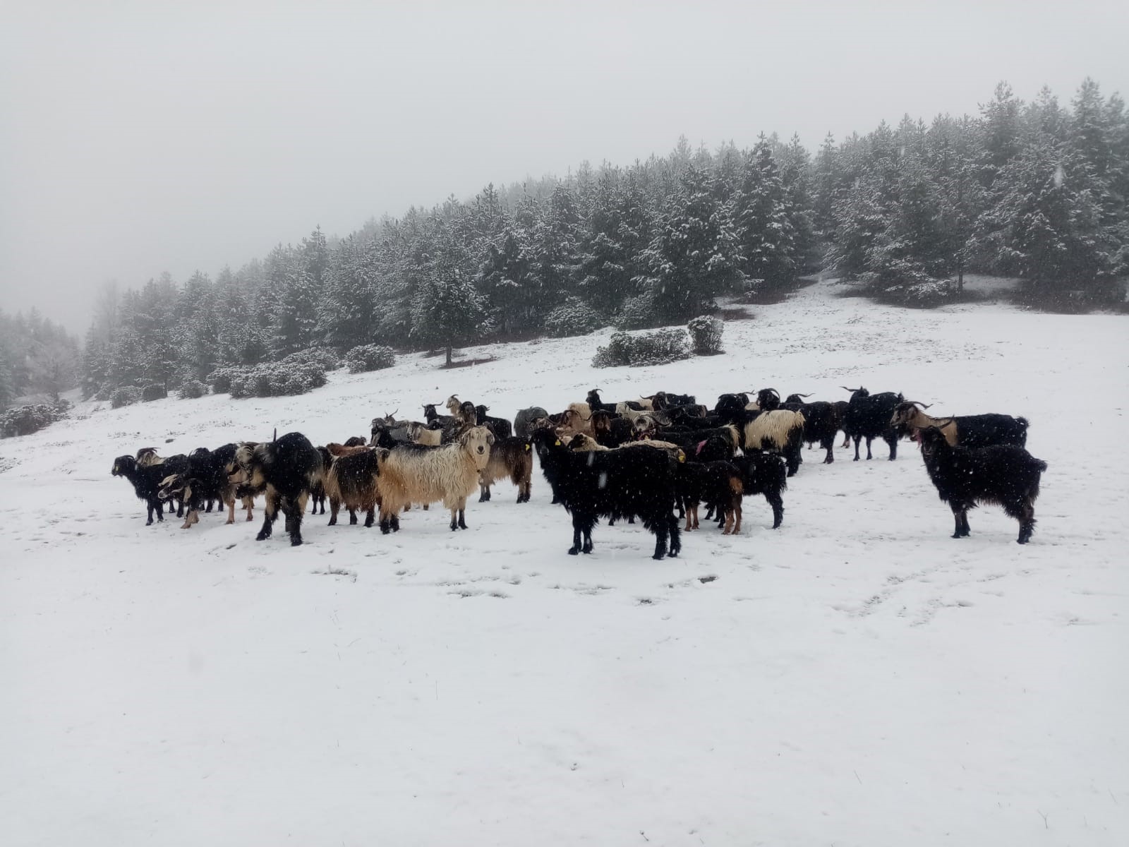 Kartepe beyaza büründü! Kartpostallık görüntüler ortaya çıktı - Resim : 2