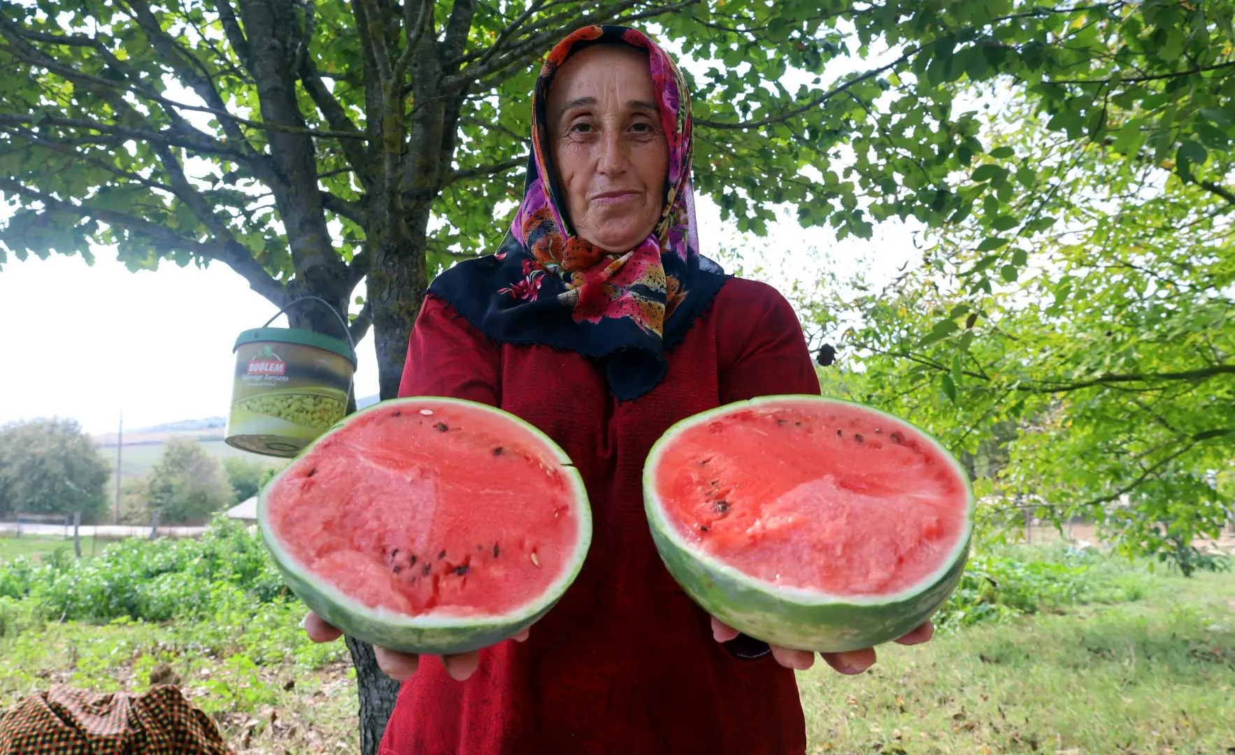 Çiftçilere karpuz tohumu desteği - Resim : 2