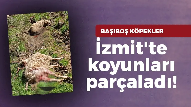 İzmit’te başıboş köpekler koyunları parçaladı!