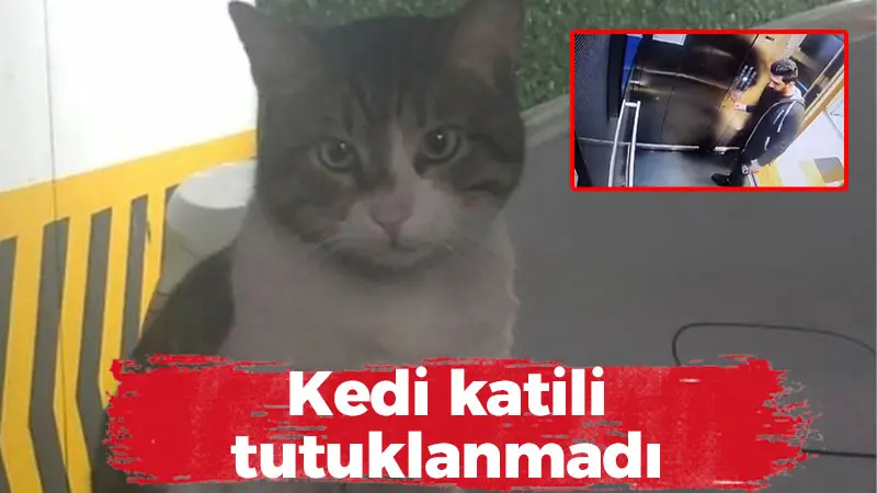 Kedi katili tutuklanmadı