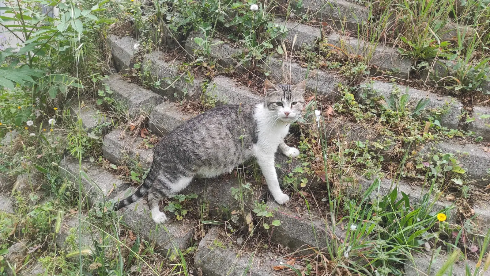 Derince’deki hamile kedi acil müdahale bekliyor - Resim : 1