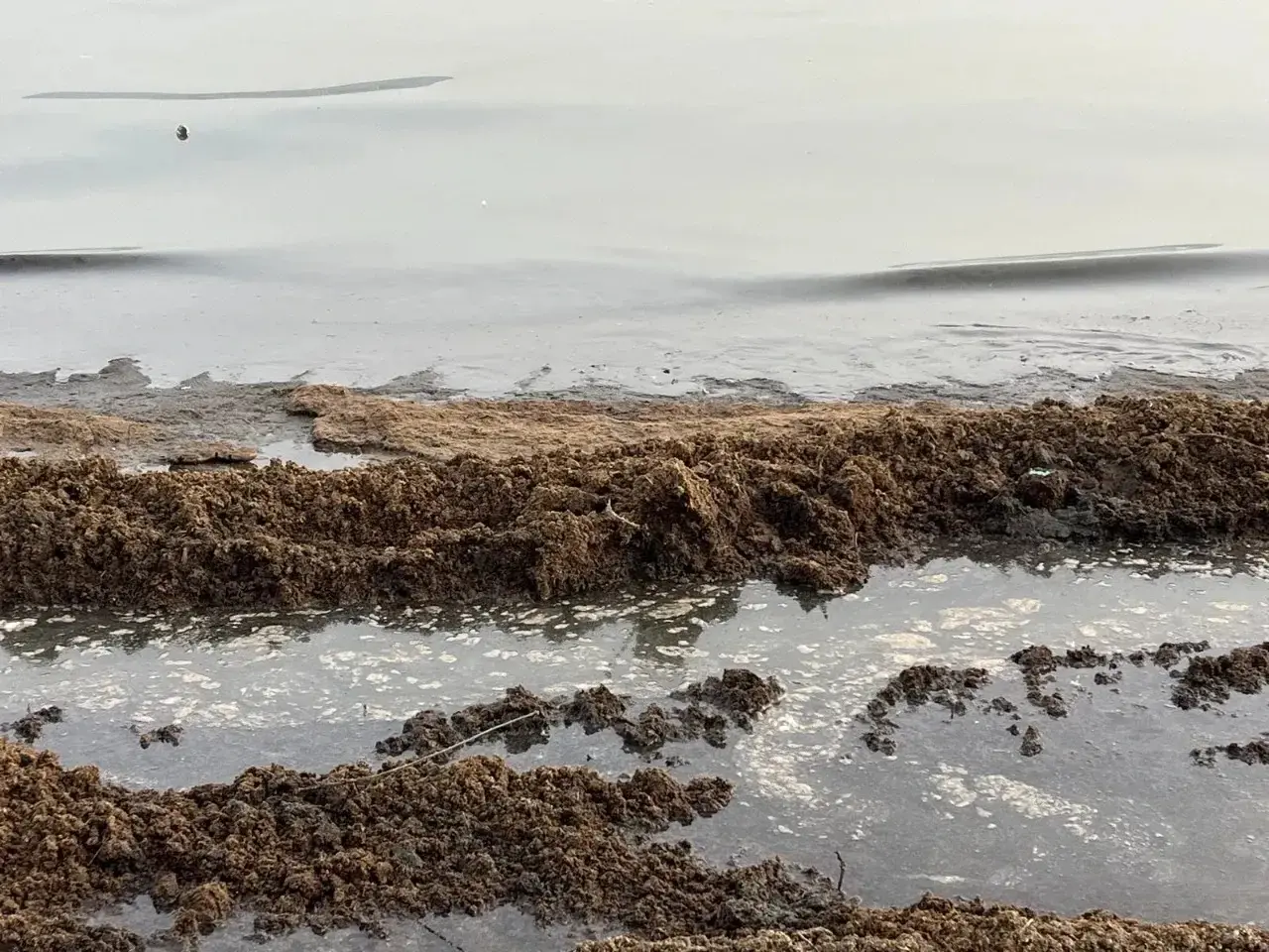 Gölcük Kavaklı Sahilini gübreye buladılar! - Resim : 2