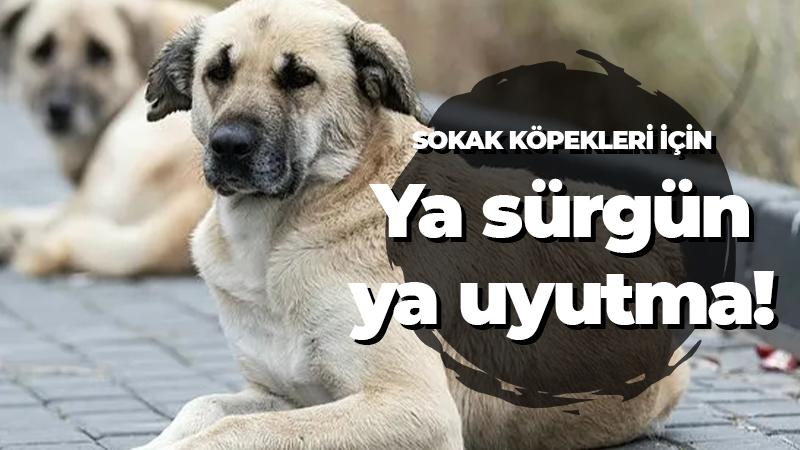 Sokak köpekleri için ya sürgün ya uyutma!