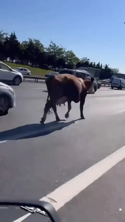 İstanbul'da inekler yol kesti! - Resim : 1