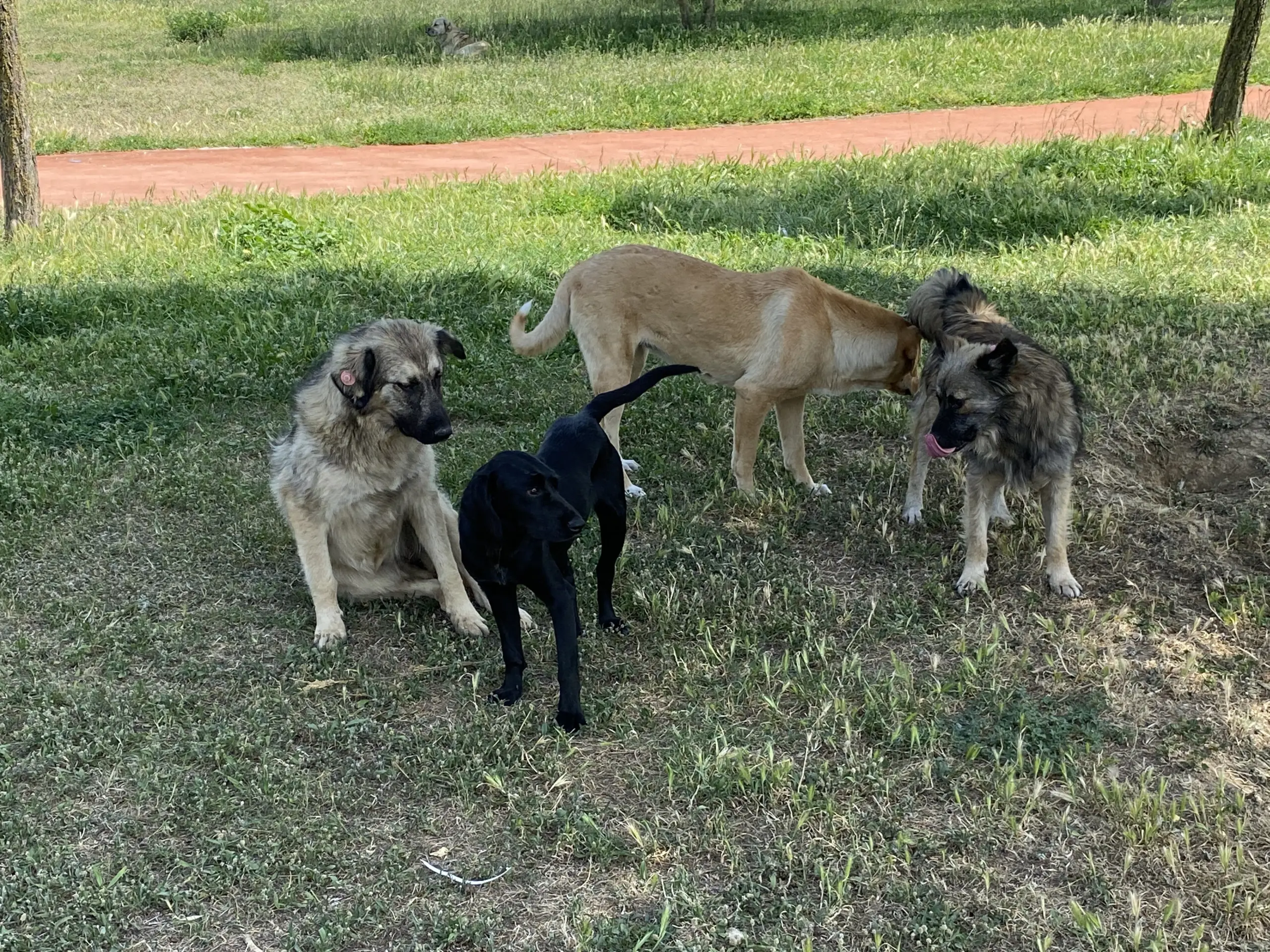 İzmit Yahya Kaptan'da tam 10 köpek saldırdı! Başıboş köpek sorunu büyüyor - Resim : 2