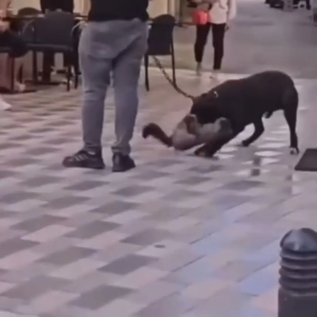 Yasaklı ırk köpek, kediyi nefessiz bıraktı - Resim : 2