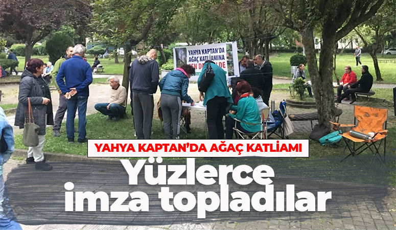 Yahya Kaptan’daki usulsüz ağaç kesimi için yüzlerce imza topladılar