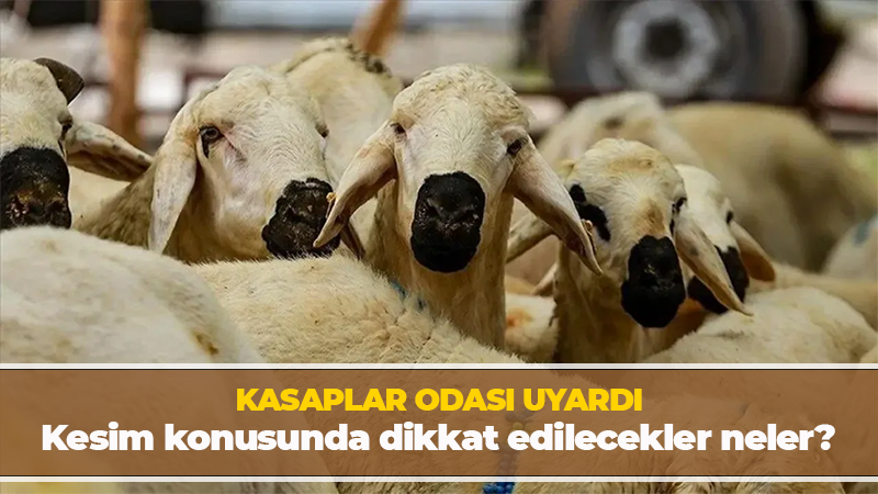 Kurban Bayramı yaklaşırken Kocaeli