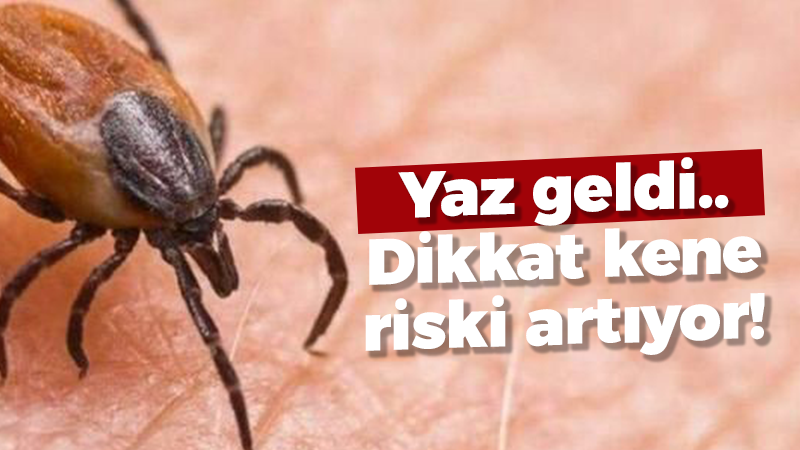 Yaz geldi.. Dikkat kene riski artıyor!