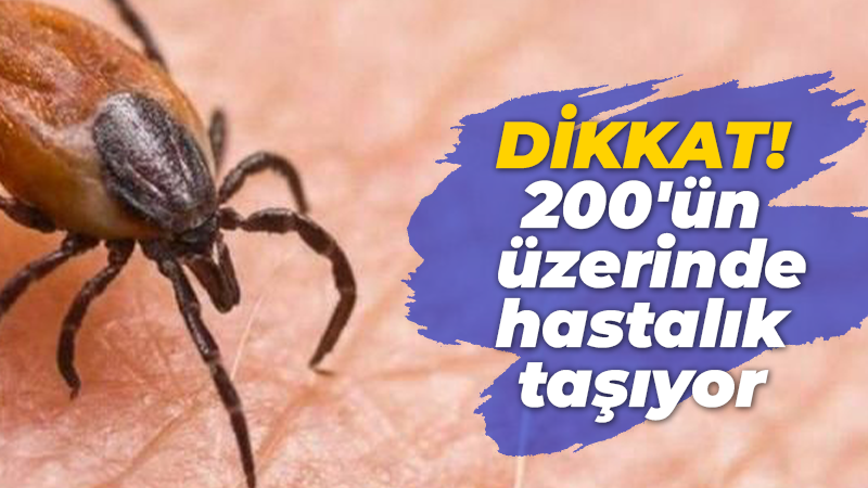 Kocaelililer bu böceği kopartmayın ya da ezmeyin! Dikkat 200’ün üzerinde hastalık taşıyor