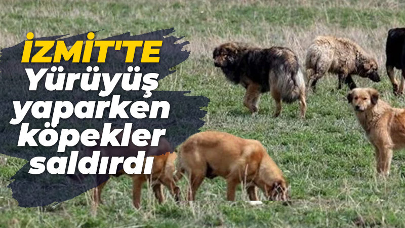 İzmit’te yürüyüş yaparken köpekler saldırdı