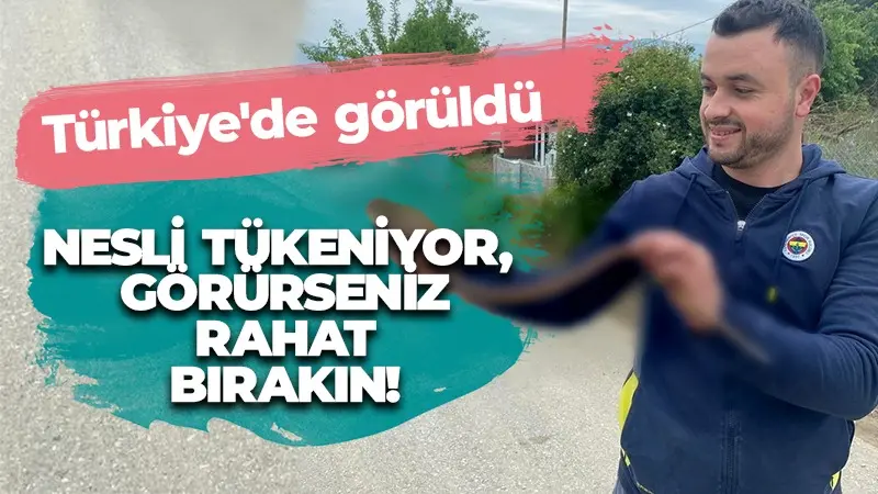 Nesli tükenmekte olan canlı Türkiye’de ortaya çıktı! Görürseniz rahat bırakın