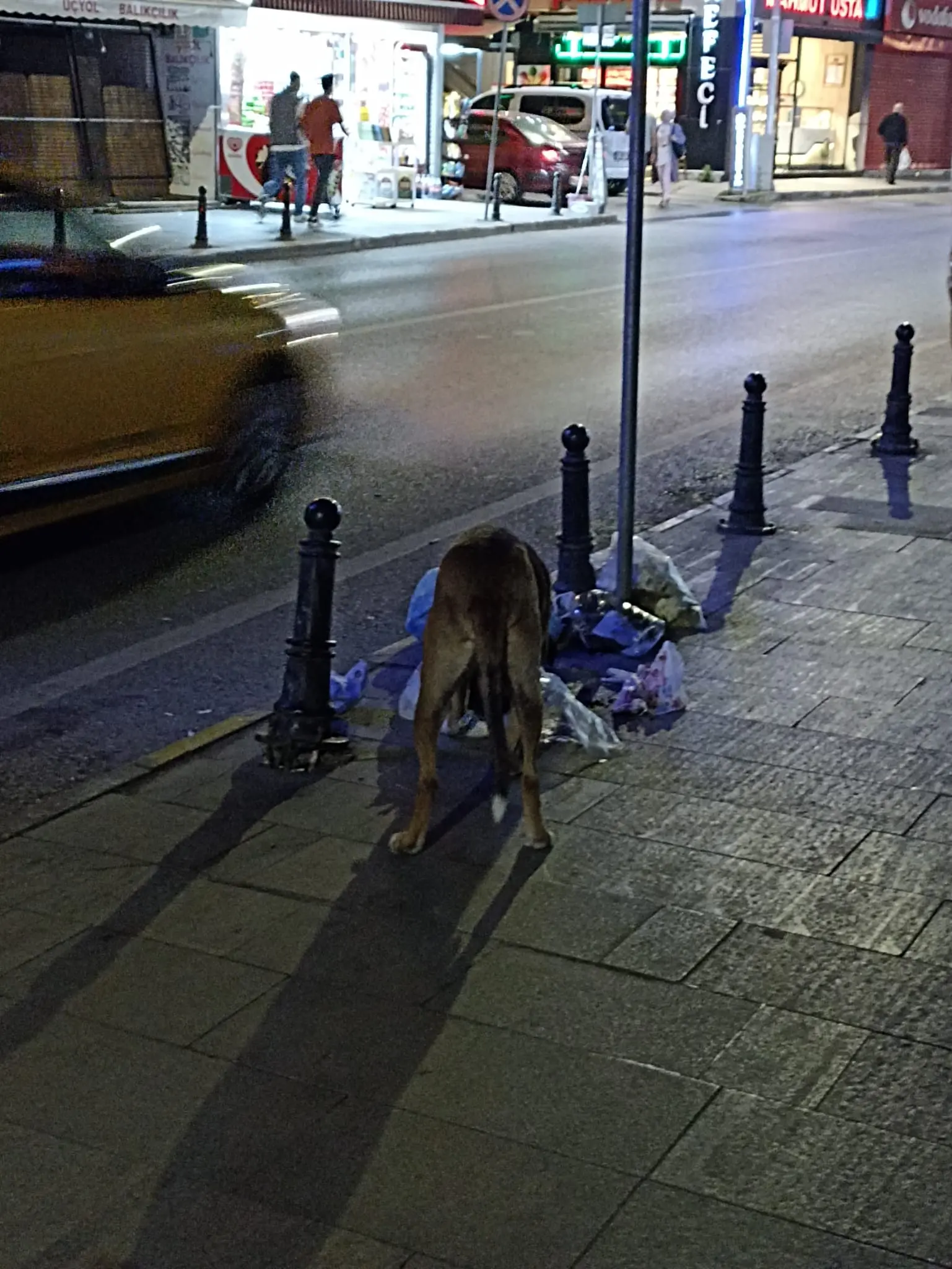 İzmit Üçyol'da başıboş köpekler çöpleri dağıttı! Halk bıktı - Resim : 2