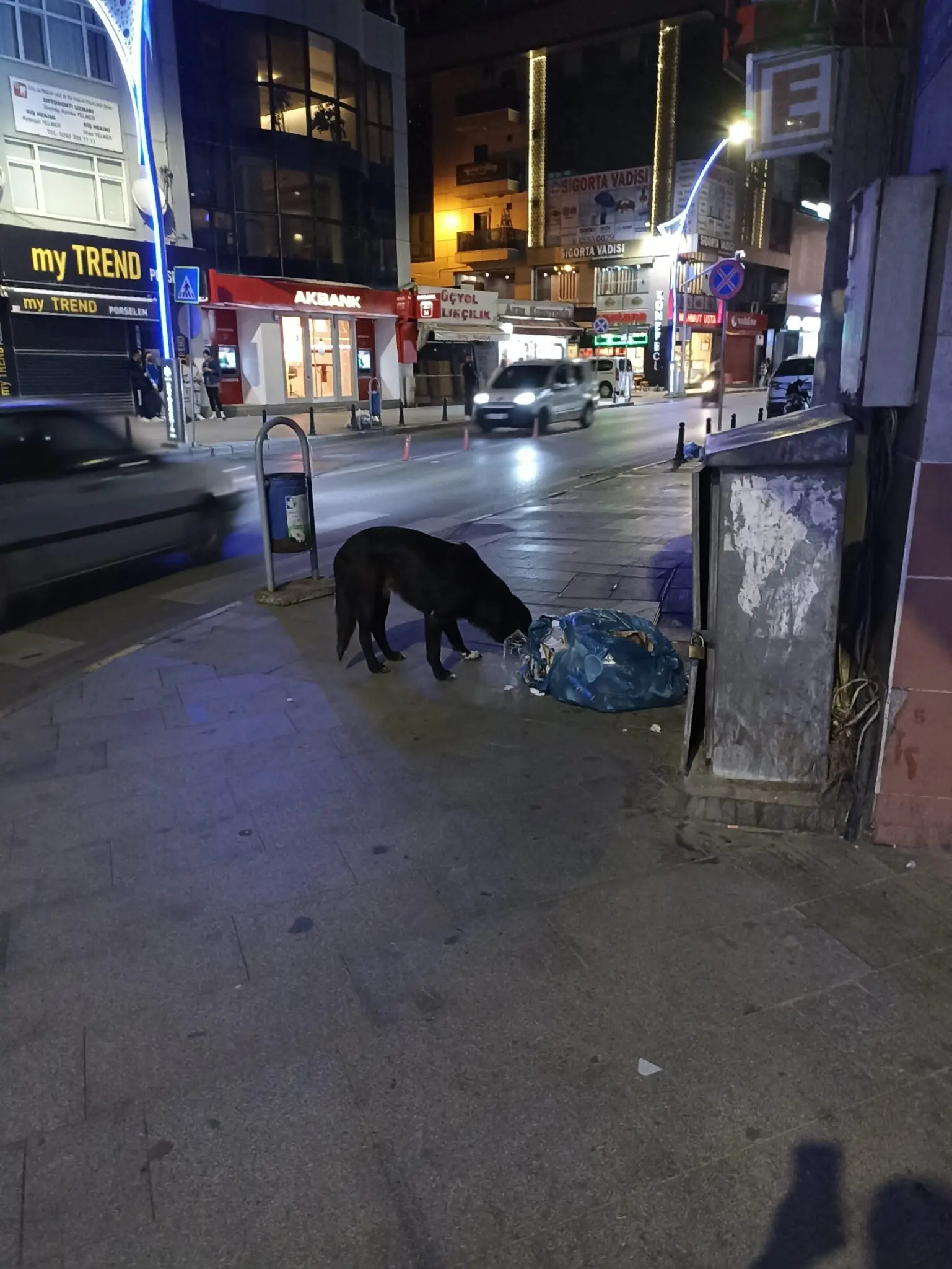 İzmit Üçyol'da başıboş köpekler çöpleri dağıttı! Halk bıktı - Resim : 1