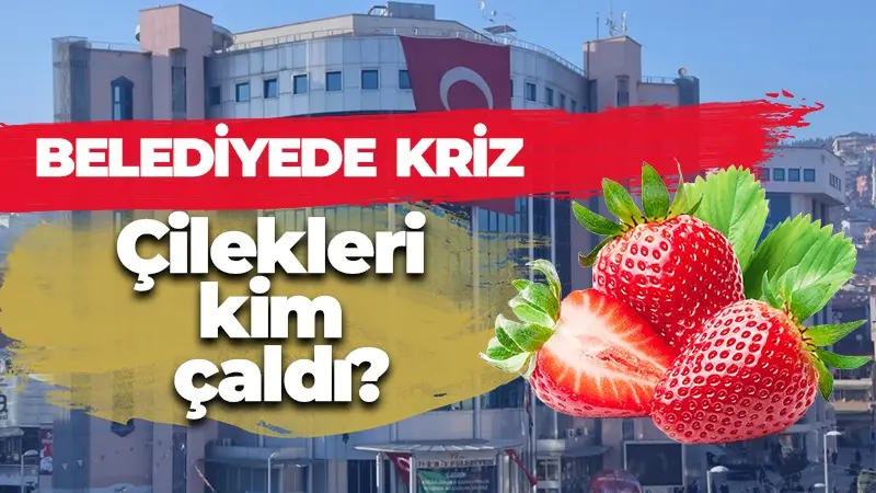 İzmit Belediyesi’nin çilekleri çalındı! Hasat ertelendi…