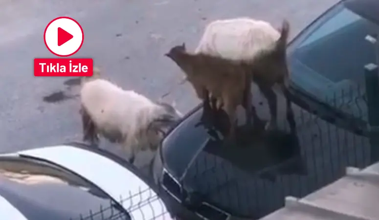 Arnavutköy’de keçi sürüsü bir